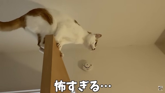 扉の上に立つ猫