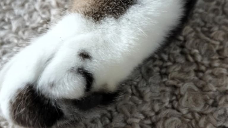 猫の足