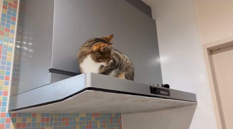 レンジフードの上にのぼる猫