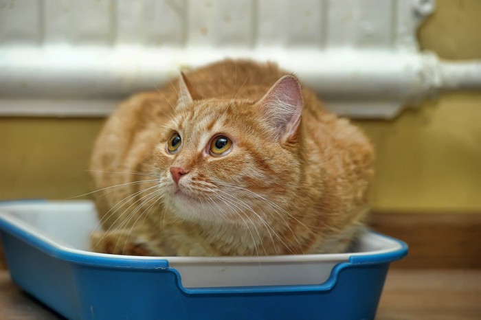 トイレからもの言いたげに見上げる猫