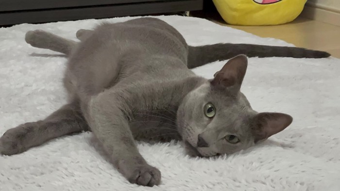 寝転がっているカメラ目線の猫