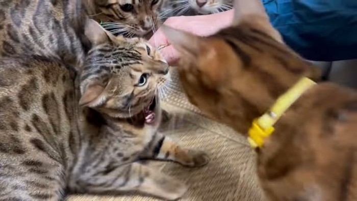 ぴゃつを食べるピンク色の鈴の猫