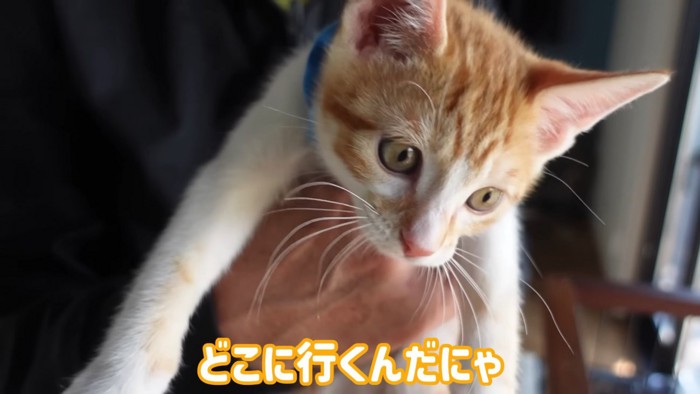 抱っこされる子猫