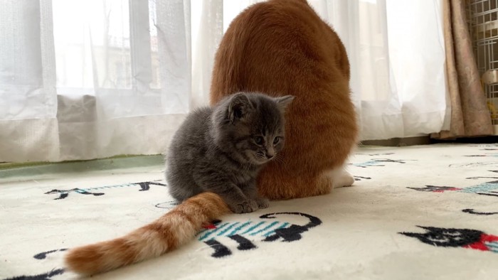 成猫の後ろで座る子猫