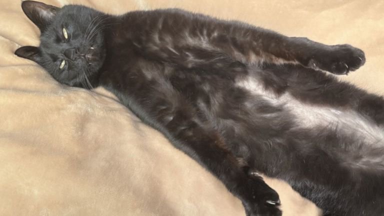 室内にいる猫