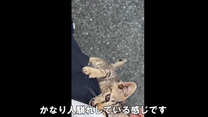 人の足をよじ登る子猫