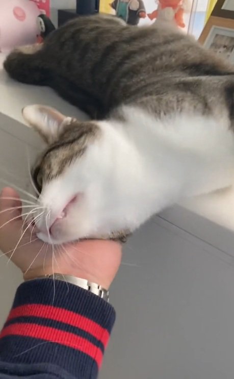 台の上から首を伸ばして落ちそうな猫