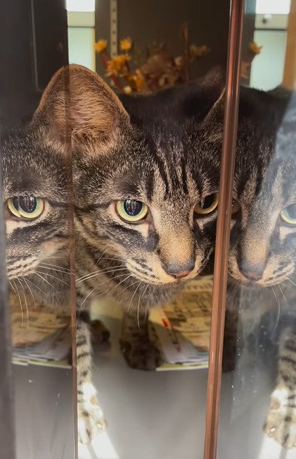 ポスト前に佇む猫