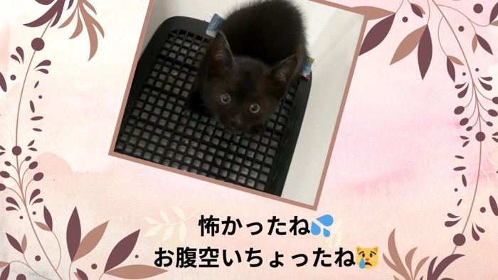 小さくなっている子猫