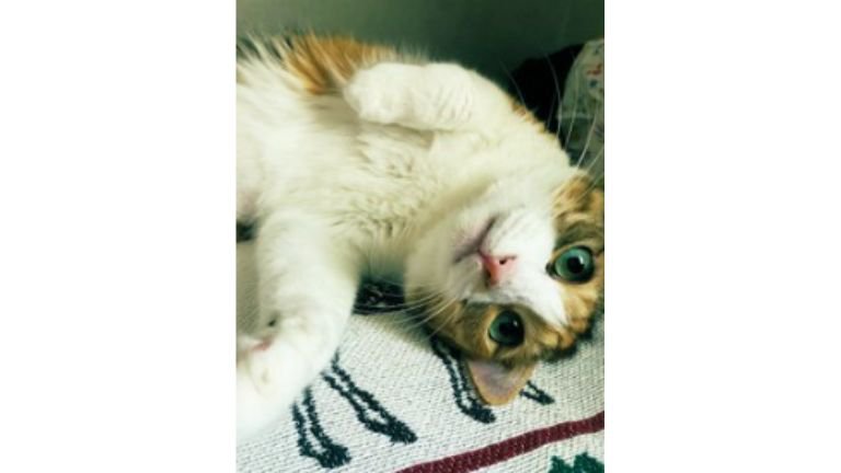 室内にいる猫