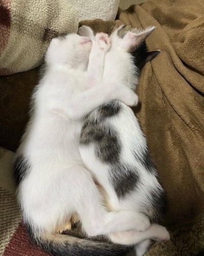 くっついて寝る子猫たち