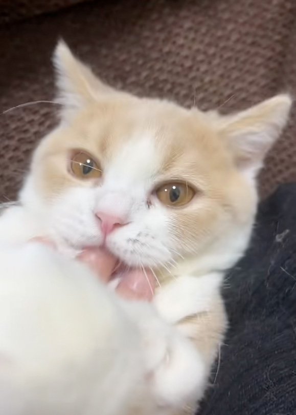 ホールドする猫