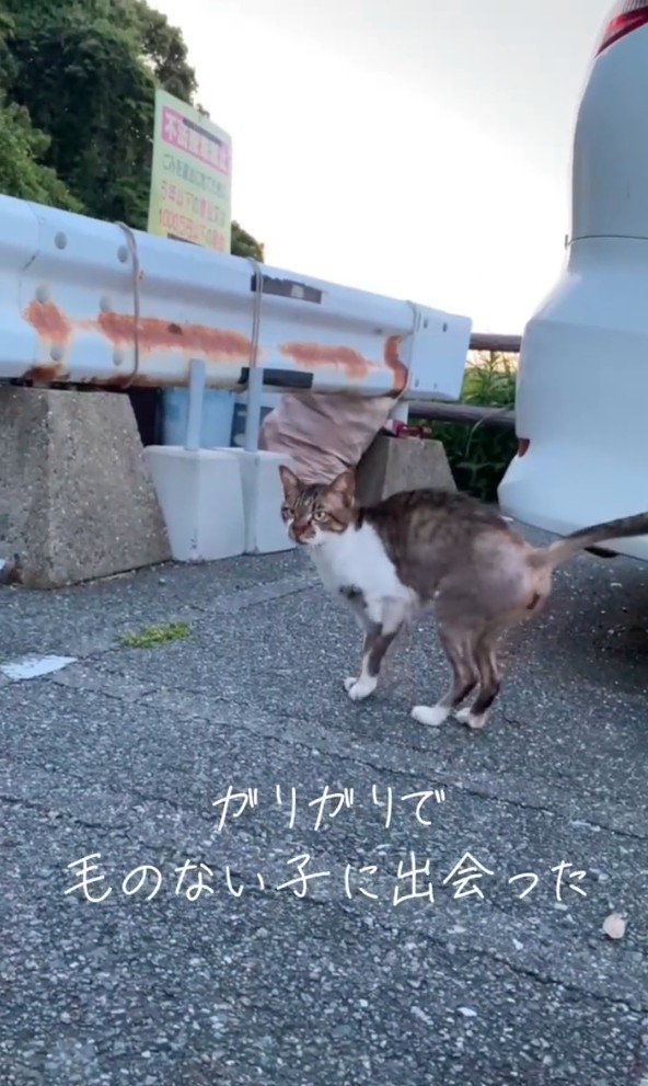 路上の猫