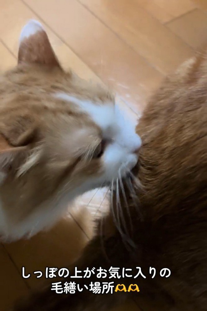 毛づくろいする猫