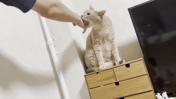 噛もうと