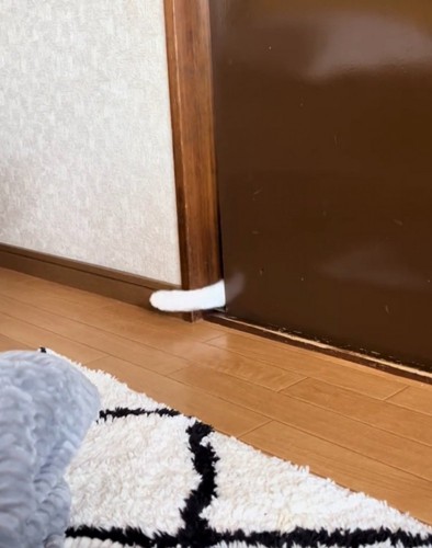 もう一度手を出す猫