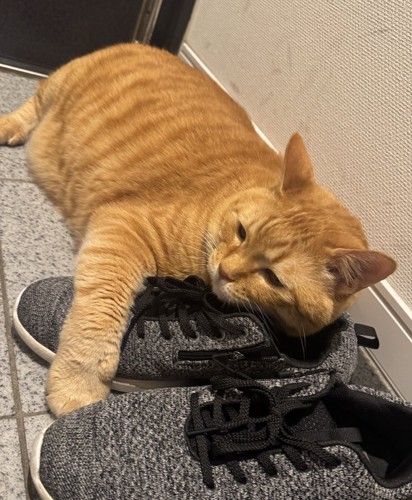 靴を抱く猫