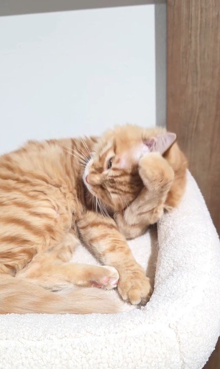 毛づくろいをする猫