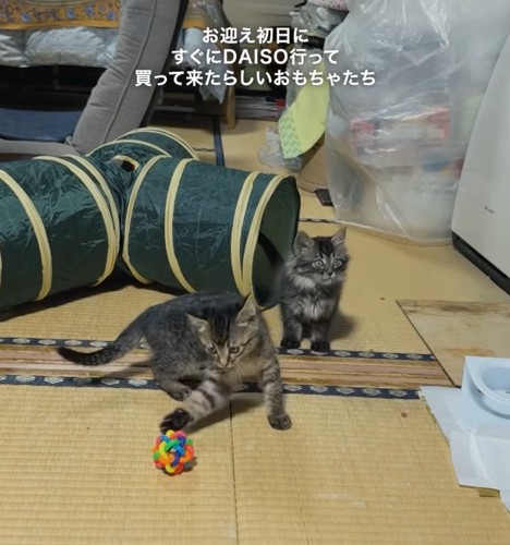 おもちゃで遊ぶ2匹の子猫