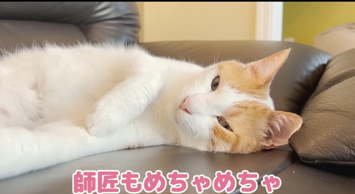 横たわる猫