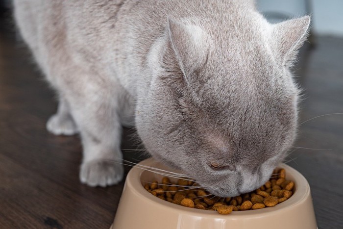 餌を食べる猫