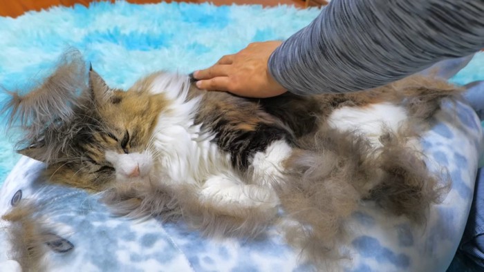 頭に毛が乗った猫