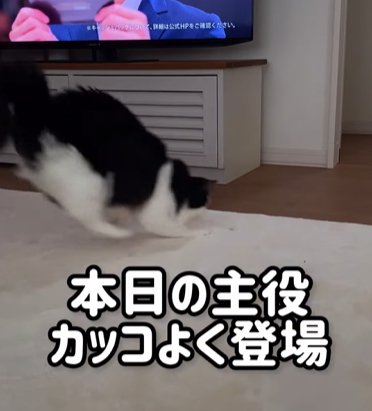 飛び込むように画面に登場する猫(本日の主役カッコよく登場)