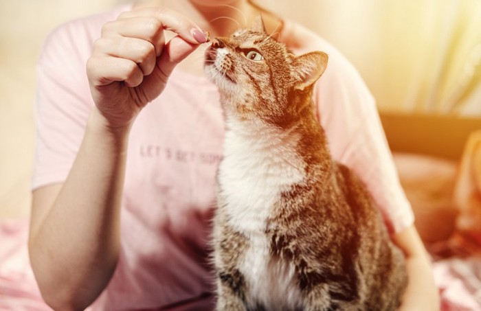 猫に餌を手で与える飼い主