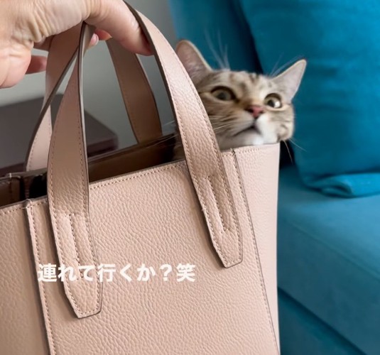 バッグに入る猫