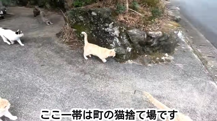 猫捨て場の捨て猫達