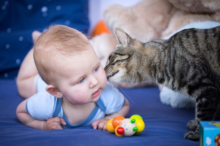 赤ちゃんと猫