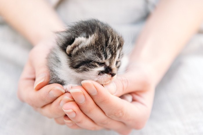 手のひらに乗る子猫