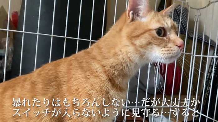 首を伸ばす猫