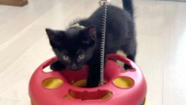 室内にいる猫