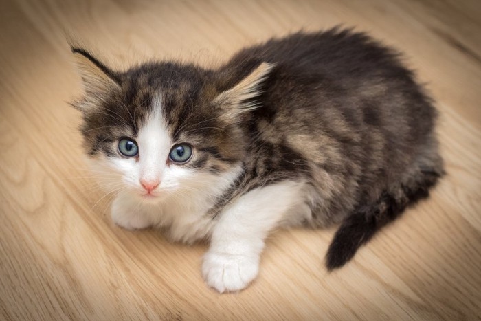 ノルウェージャンフォレストキャットの子猫