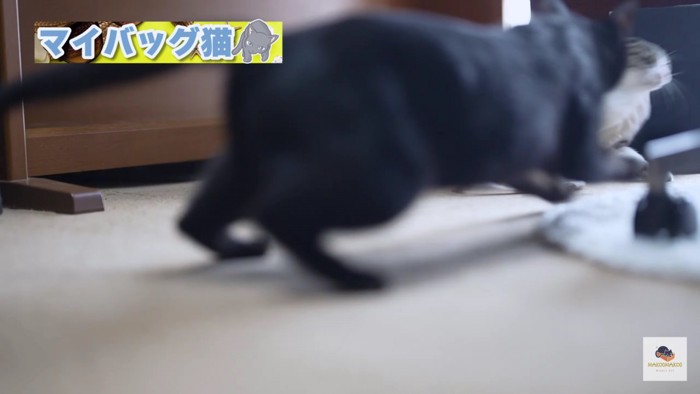 襲いかかる黒猫