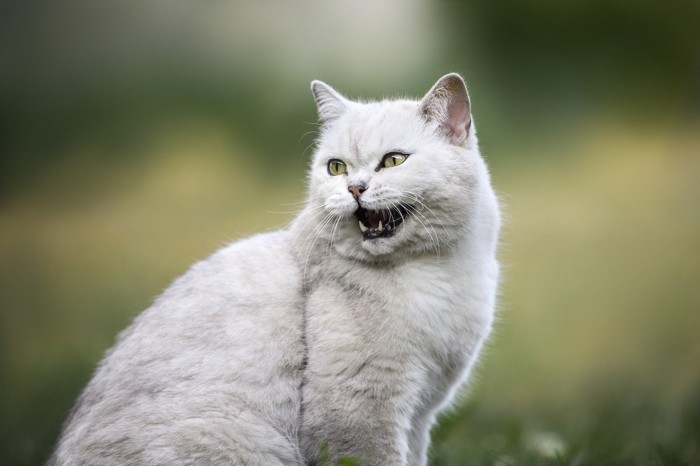 鳴く猫