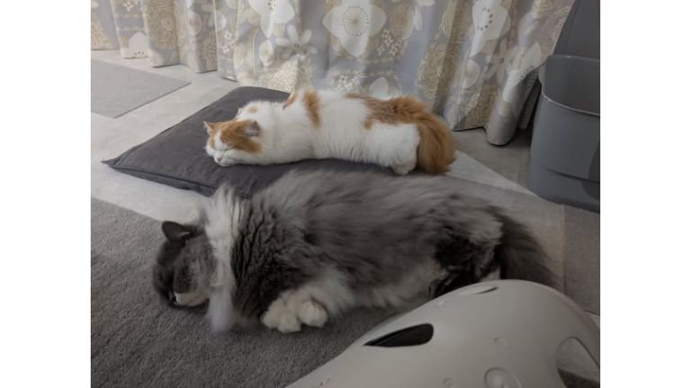寝ている猫