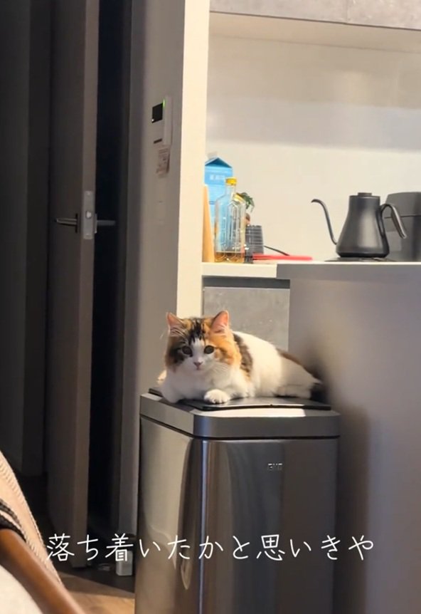 見つめる猫