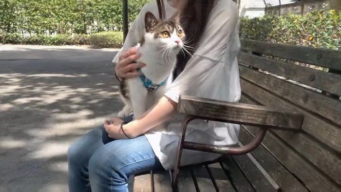 見上げる猫