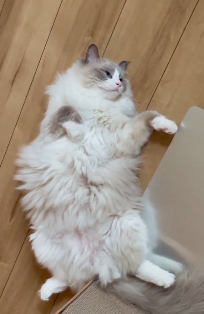 仰向けになる猫
