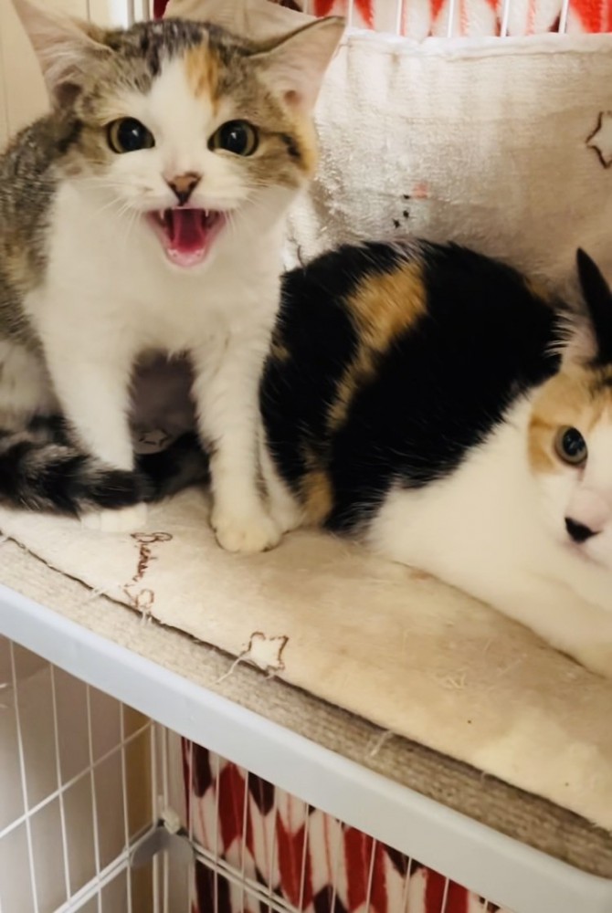 ケージの中からボランティアさんを威嚇する2匹の三毛猫