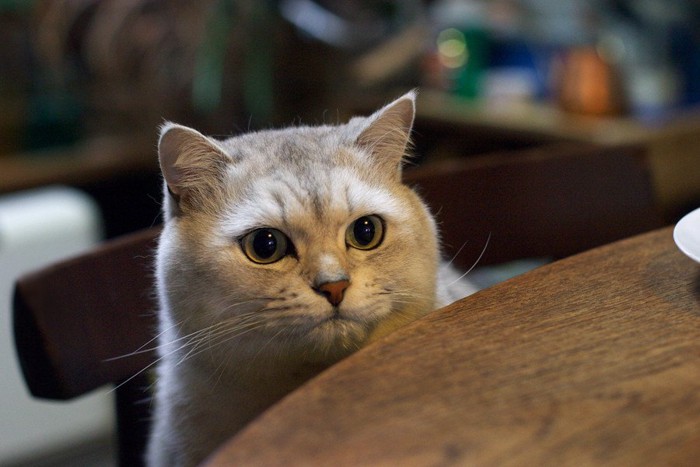 食べる猫