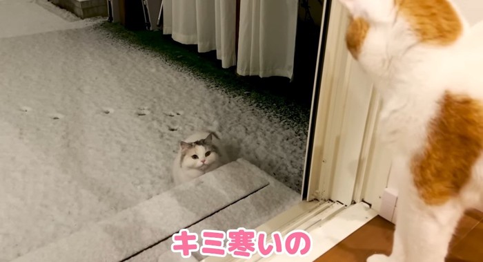 雪の中の猫