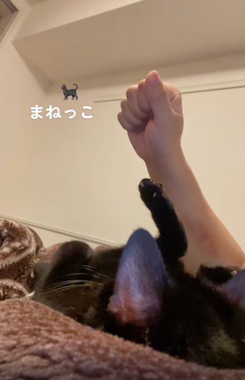 前足を下ろしてひっくり返っている黒猫と飼い主のグーにした手
