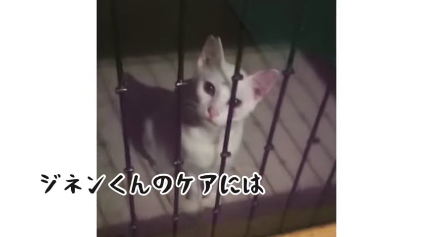 美猫