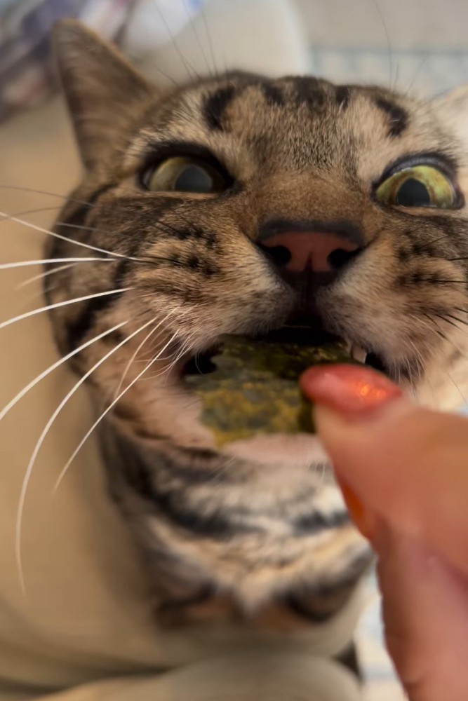 海苔を食べる猫の顔