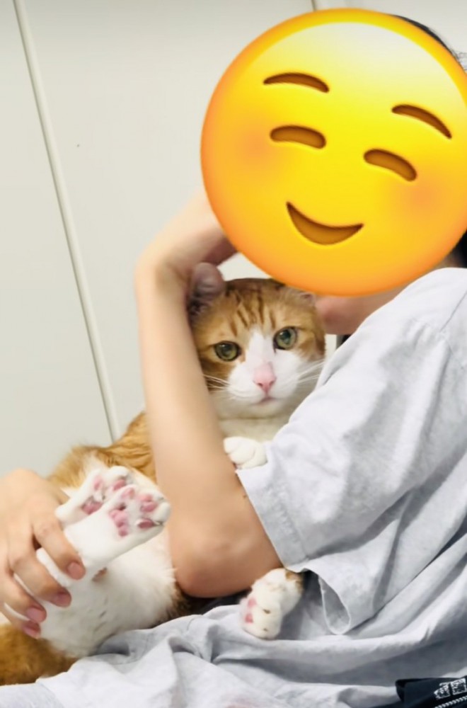 妹に抱っこされる茶白猫