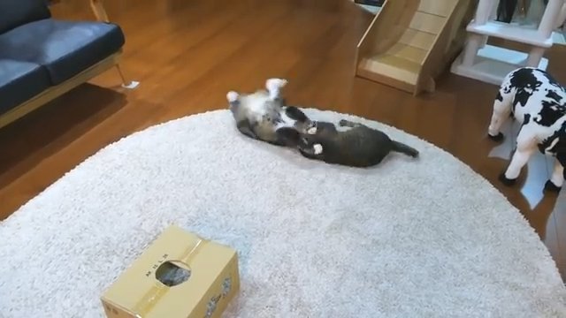 じゃれる猫二匹