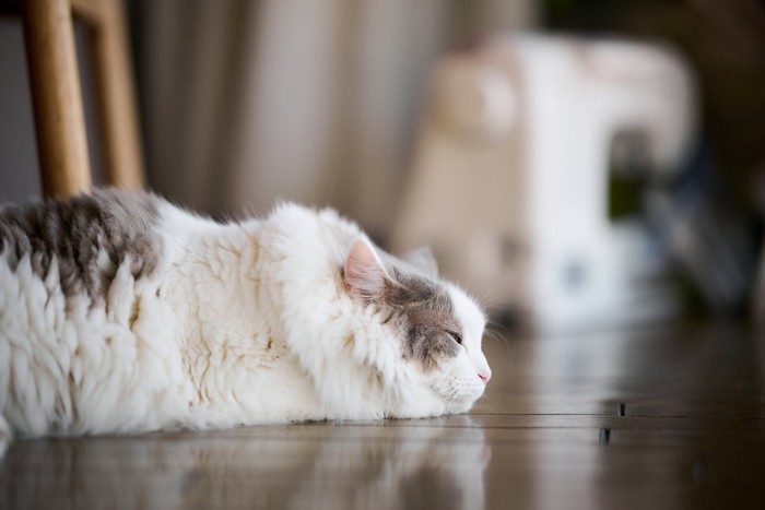 フローリングの上で寝そべっている猫